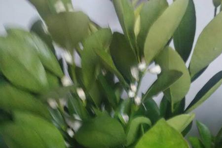 橘子树开花时能浇水吗