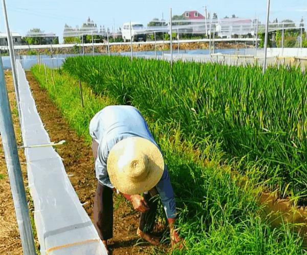 喷洒阿维菌素稻田没有水行吗