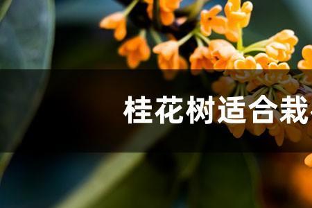 缅桂花树好栽吗