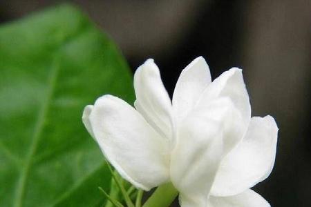 花的芬芳歌曲原唱