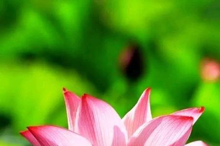 人生似瓦盆什么意思