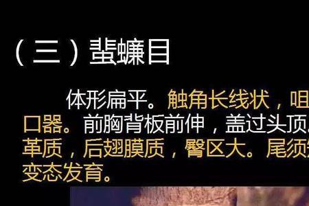 蛋白质最高的昆虫