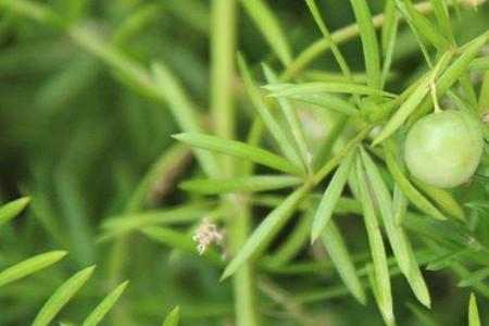 天门冬的根茎直接种吗