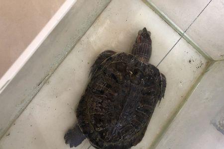 王八死后什么样