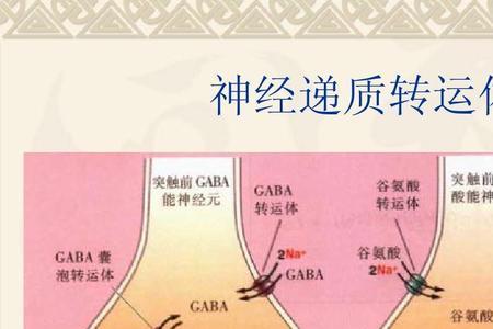 突触传递名词解释