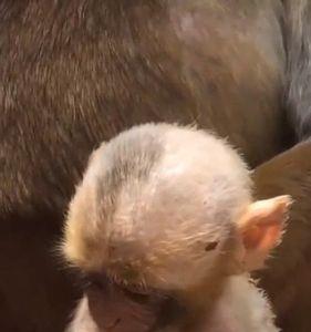 猴子为什么总是不停的吃