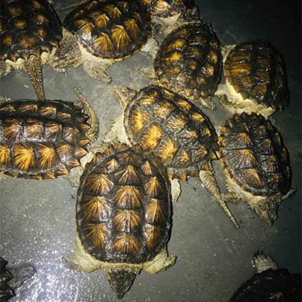 佛鳄苗子适应温度是多少度