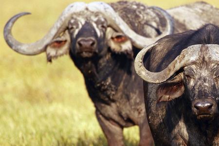 为什么水牛肉这么贵