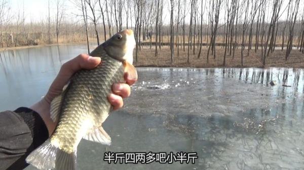 冬天河面结冰鱼如何生存