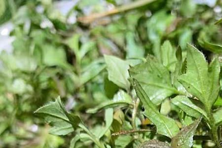 北京回龙观哪里可以挖野菜
