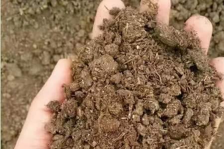 菜籽饼直接撒地里补救方法