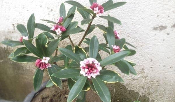 山捻子盆栽种植