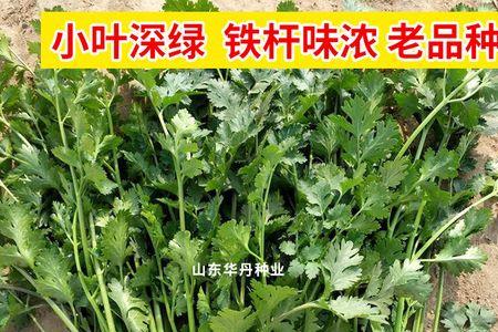 刺芫荽如何采集种子
