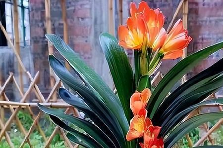 君子兰三月份以后还能开花吗