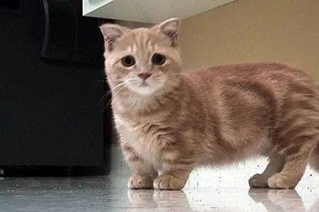 猫腿太细怎么变粗