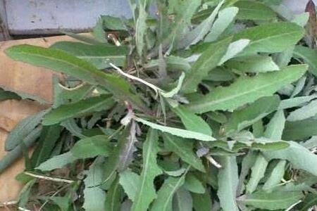 苣荬菜可以天天吃吗