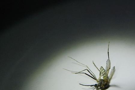 蚊子拍死在墙上怎么处理