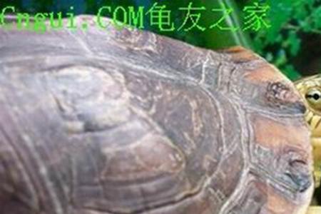 中华花龟65cm每天喂多少粒龟粮