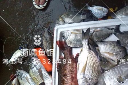 钓海富鱼用什么饵料