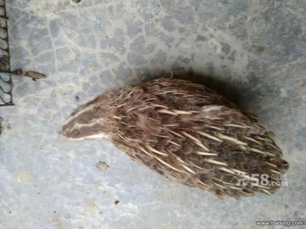 鹌鹑鸟指甲要定期剪吗