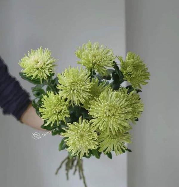 安娜菊是天赞菊吗