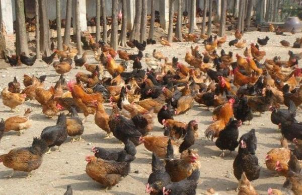 农户家庭养鸡政策