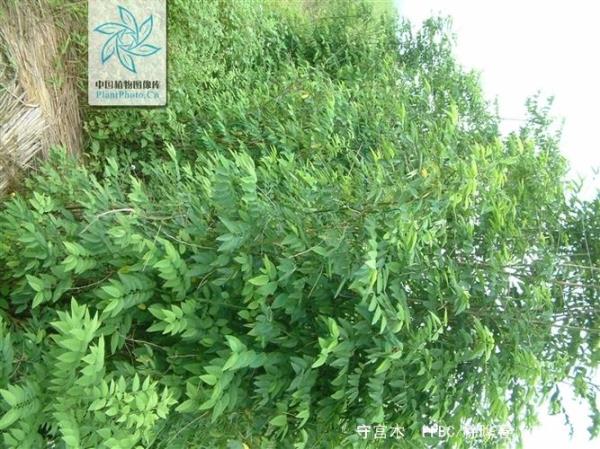 树仔菜种下多久开始丰收