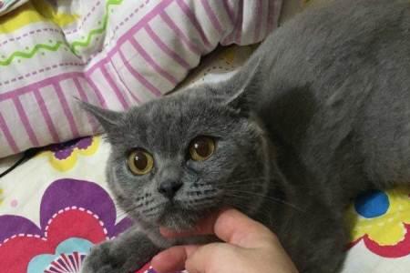 英短蓝猫为啥一抱就跑