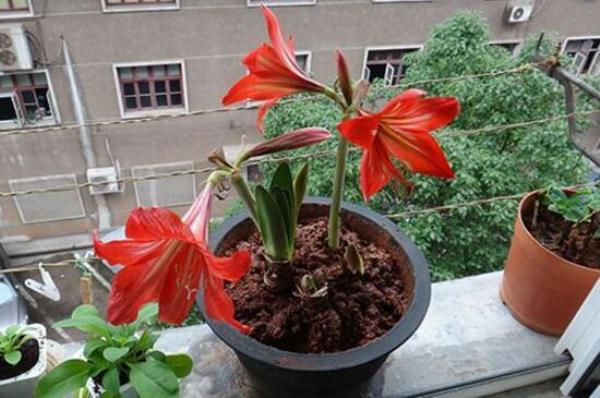 11月朱顶红怎么催花