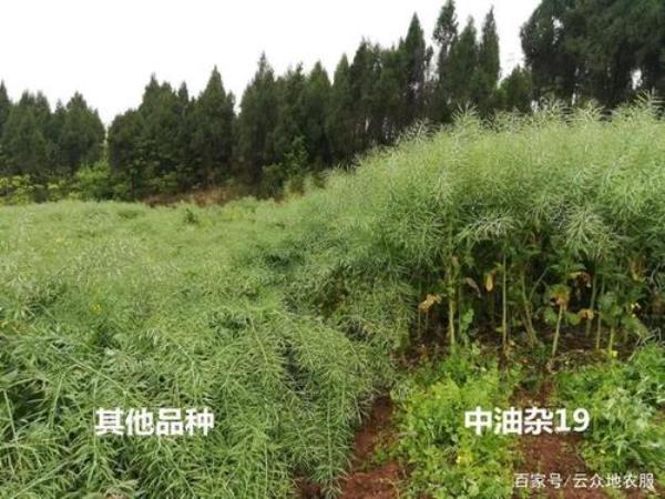 石硫合剂可以打油菜吗