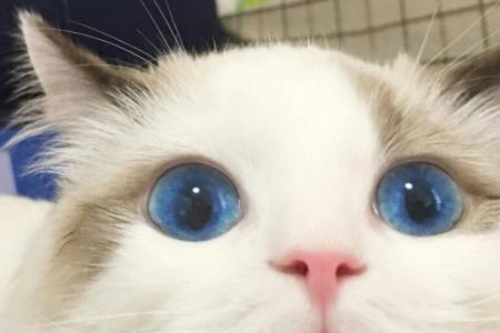 猫咪叫啊的短音是什么意思