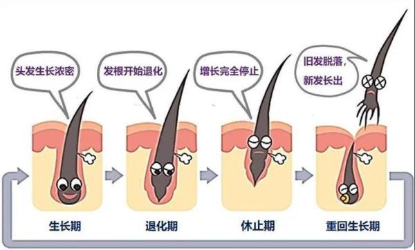大学生的生涯发展阶段生长期