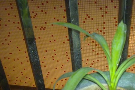 花盆里长出新植物预示什么