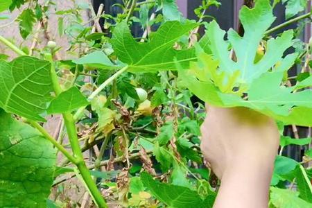 无花果修剪顺口溜