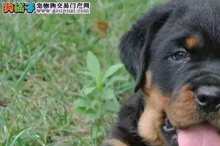 罗威纳来月经多少天