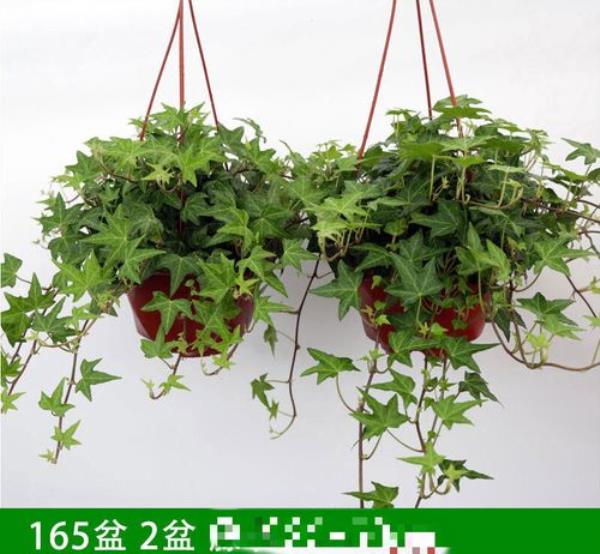 常青藤植物排行榜前十名