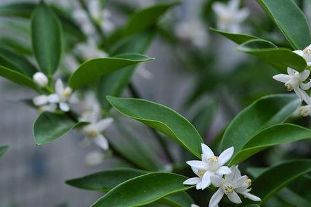 桔子树开花好吗