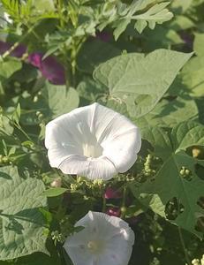 牵牛花开出来的果子长什么样