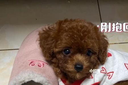 泰迪不粘人怎么回事