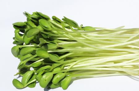 豆苗要去根吗