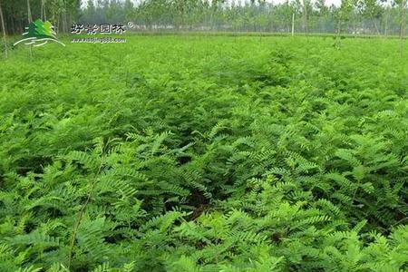 密植紫穗槐可以做饲料吗