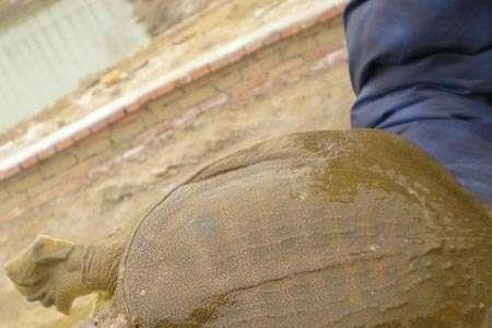授人以渔,考人以鳖鼋鼍什么意思