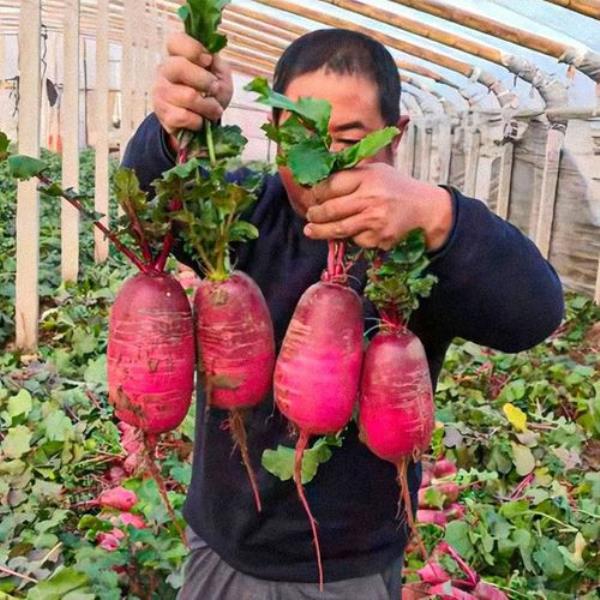 凤梨萝卜什么地方种植好