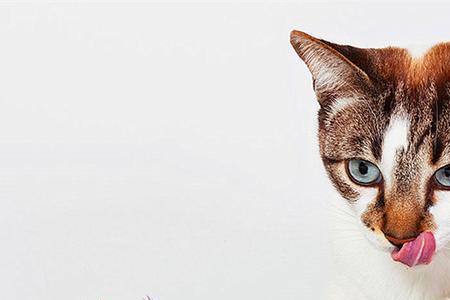 煮的鱼猫咪为什么不吃