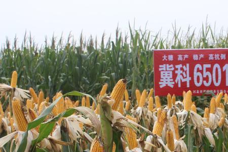 安育607玉米种子产量怎么样