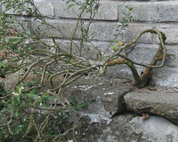 夏天可以修剪珊瑚樱吗