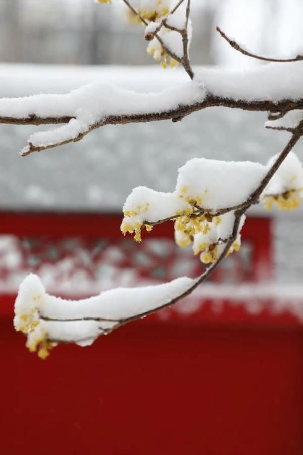 写飞雪迎春寒梅怒放的句子