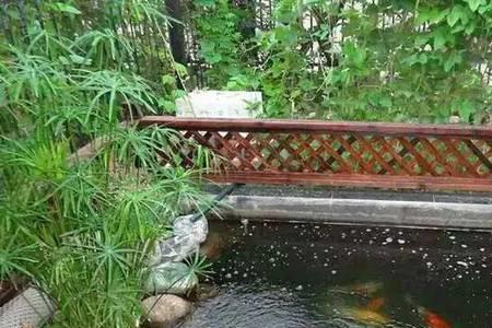 一楼自家庭院挖鱼池违建吗