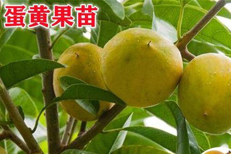 蛋黄果移栽当年可以留果吗