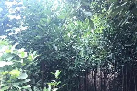 玉桂怎么生长最快